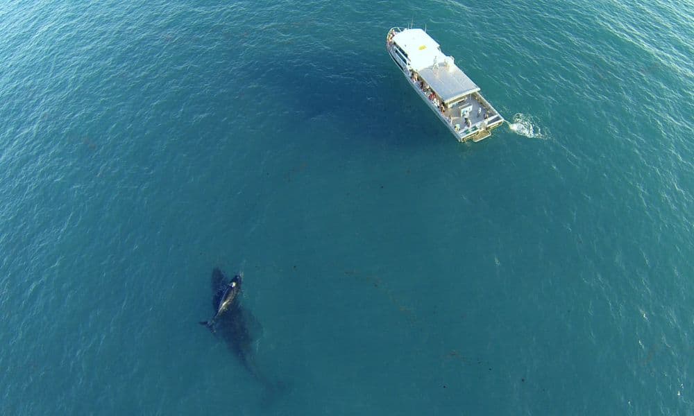 Whale WatchingTour