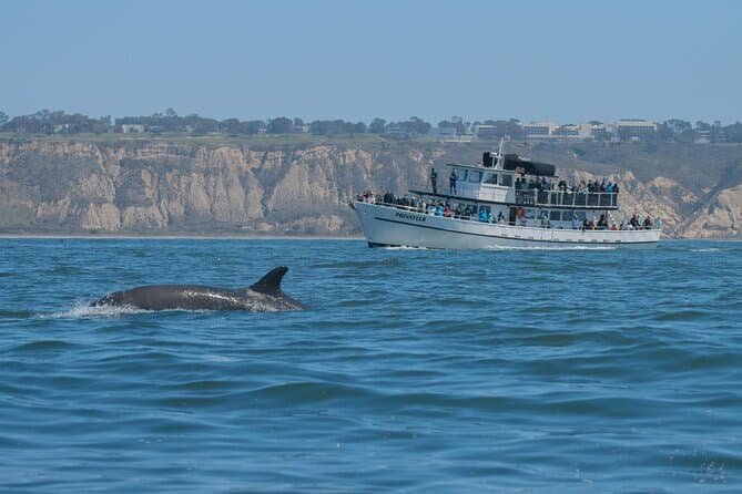 Whale Watching